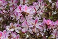 Bauhinia Orchid tree in bloom in spring in Turkey