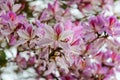 Bauhinia Orchid tree in Turkey Kemer in spring