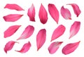 Bauhinia petals, Pink Chongkho petal flowers isolated on white background. Image with Clipping path