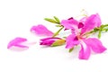 Bauhinia purpurea Royalty Free Stock Photo