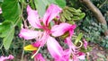 Bauhinia purpurea flowers fruits