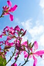 Bauhinia purpurea flowers in the sky