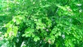 Bauhinia purpurea kaniar butterfly camel`s foot tree close up