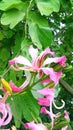 Bauhinia purpurea kaniar butterfly tree flowers leaves