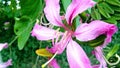 Bauhinia purpurea kaniar butterfly tree flowers stock