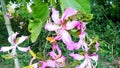 Bauhinia purpurea kaniar flowers