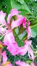 Bauhinia purpurea kaniar flowers fruits close up