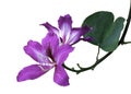 Bauhinia Purpurea L. flower