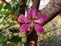 Bauhinia purpurea Linn flowers blooming on green leaves and hanging on tree .