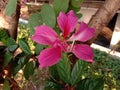 Bauhinia purpurea Linn flowers blooming on green leaves and hanging on tree .