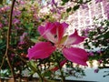 Bauhinia purpurea Linn flowers blooming on green leaves and hanging on tree .