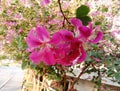 Bauhinia purpurea Linn on green leaves hanging.