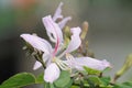 light pink Bauhinia purpurea flower