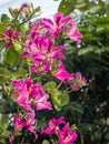 Bauhinia purpurea 003