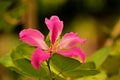 Bauhinia purpurea