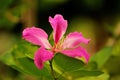 Bauhinia purpurea