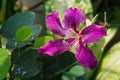 Bauhinia purpurea pollen or Butterfly TreePink flower.