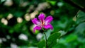 Bauhinia purpurea (Purple bauhinia, orchid tree, khairwal, karar) flower.