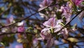 Bauhinia purpurea tree blossoming in Israel Royalty Free Stock Photo