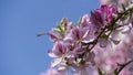 Bauhinia purpurea tree blossoming in Israel Royalty Free Stock Photo