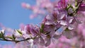 Bauhinia purpurea tree blossoming in Israel Royalty Free Stock Photo