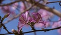 Bauhinia purpurea tree blossoming in Israel Royalty Free Stock Photo