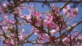 Bauhinia purpurea tree blossoming in Israel Royalty Free Stock Photo