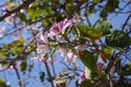 Bauhinia purpurea tree blossoming in Israel