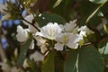 Bauhinia purpurea tree blossoming in Israel