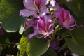 Bauhinia purpurea tree blossoming in Israel Royalty Free Stock Photo