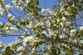 Bauhinia purpurea tree blossoming in Israel