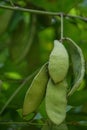 Bauhinia purpurea