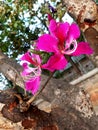 Bauhinia purpuria flower closeup from a roadside garden,Shantivanam Haidrabaad, India. Royalty Free Stock Photo