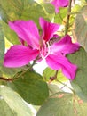 Bauhinia purpuria flower closeup from a roadside garden,Shantivanam Haidrabaad, India. Royalty Free Stock Photo