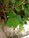 Bauhinia racemosa or apta leaf or Bidi Leaf Tree background