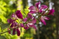 Bauhinia racemosa flower