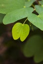 Bauhinia racemosa leaves