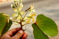 Bauhinia vahlii, Maloo Creeper, Phanera vahlii, woody climber