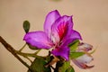 Bauhinia variegata, flowering plant in the legume family Fabaceae