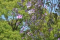 Bauhinia variegata flowers