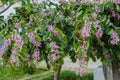 Bauhinia variegata Orchid tree blooming in springtime Royalty Free Stock Photo