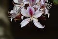 Bauhinia variegata. Pink and white orchid tree flower close-up Royalty Free Stock Photo