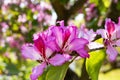 Bauhinia variegata is a species of flowering plant in the legume family, Fabaceae. It is native from China, Southeast Asia, Indian