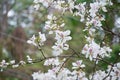 Bauhinia variegata white flower in Thailand.