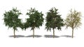 Bauhinia x blakeana (Four Seasons) Royalty Free Stock Photo