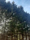 Baum BÃÂ¤ume Wald