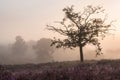 Tree in heathland Royalty Free Stock Photo