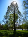 Baum im Park