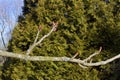 Baumannii Horse Chestnut Buds  818343 Royalty Free Stock Photo