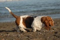 Beatutiful Basset Hound Purebred dog walking near to the sea Royalty Free Stock Photo